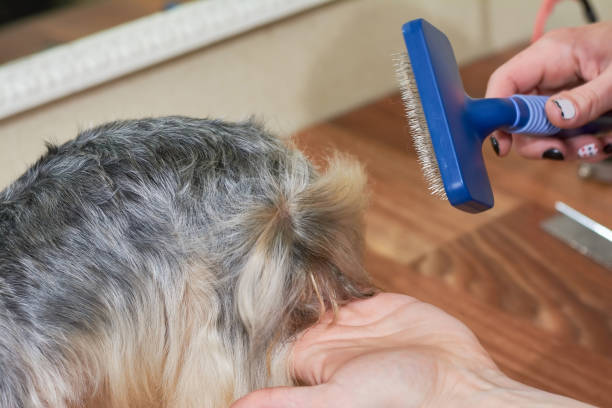 istock Dog grooming, hands with brush. 831472562