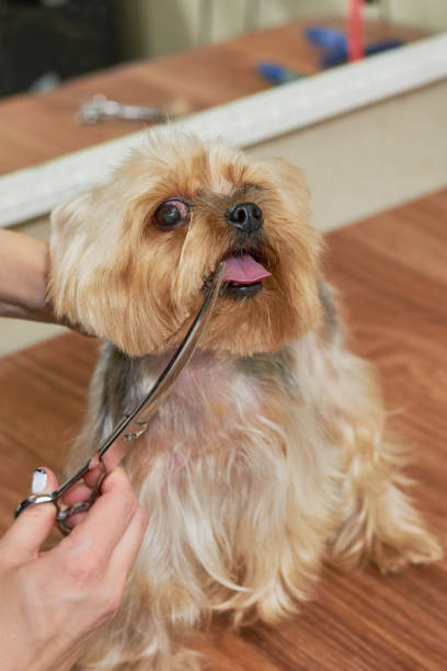 istock York terrier grooming close up. 831474808