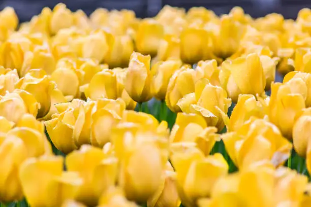 Many wet yellow tulip closeup with rain drops