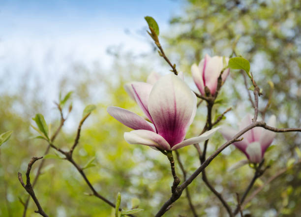 istock Pink magnolia flower 831478692