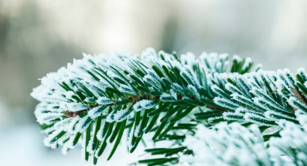 istock he spruce branch is covered with hoarfrost 831479124