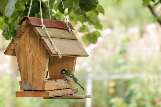 pássaro no alimentador do quintal de alimentação - comedouro de pássaros - fotografias e filmes do acervo