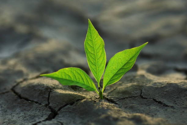 istock young plant growing through the ground 831487410