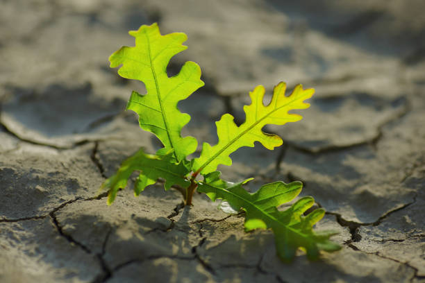 istock young plant growing through the ground 831487420