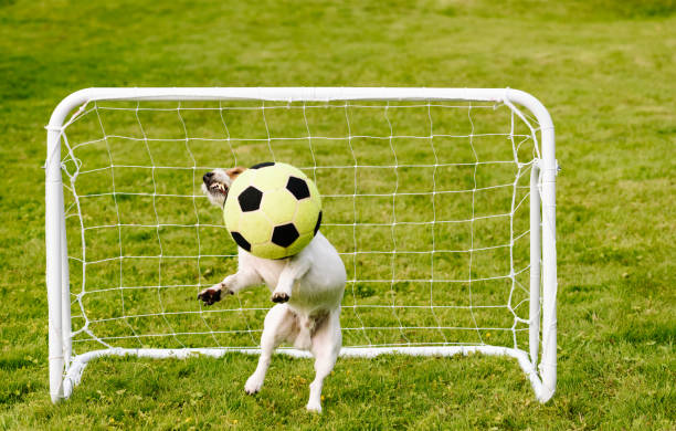 istock Amusing keeper saves goal catching football (soccer) ball 831487738