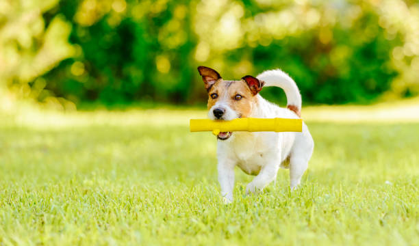 istock Dog fetching toy stick running on camera at bright lawn 831487744