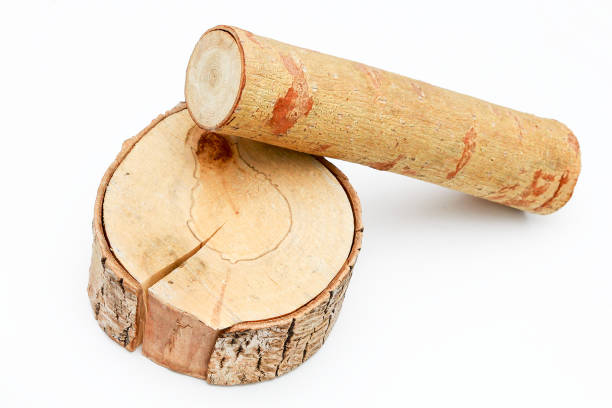 istock Slice of wood on a white background 831487998
