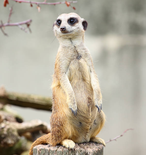 istock Meerkat in Warsaw ZOO 831496552