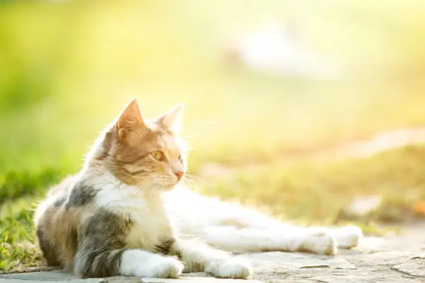 Photo of Cute cat under sunshine at park