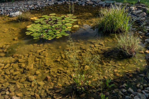 istock Small pond with water lily and green grass 831499204