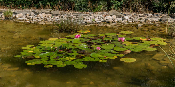 istock Small pond with water lily and green grass 831499264