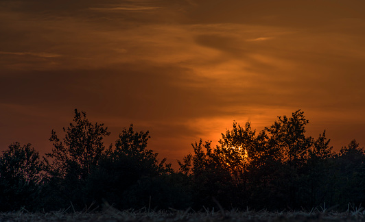 field at sunset in summer