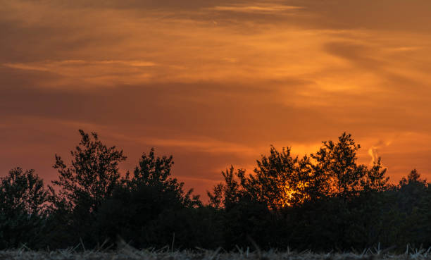Free Stock Photo of A sunset over a field of trees | Download Free ...