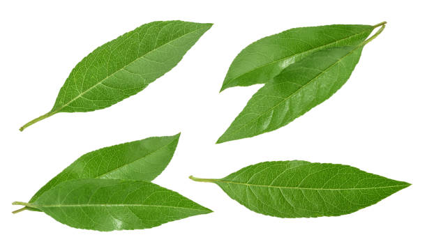 istock Peach leaves isolated on white without shadow. set 831502578