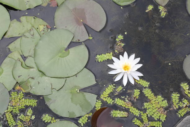 istock water lily in the pond 831505836