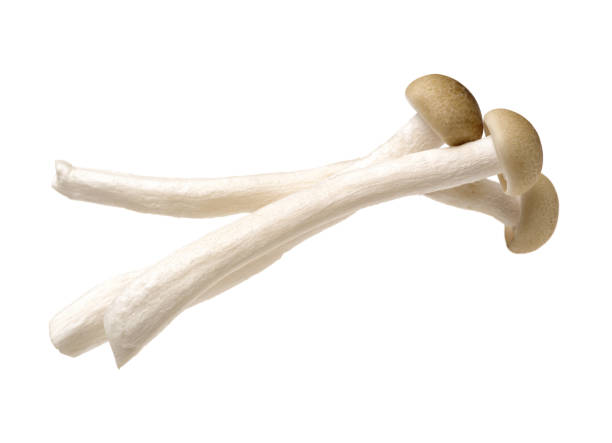 istock Brown beech mushroom Isolated on white background 831505866
