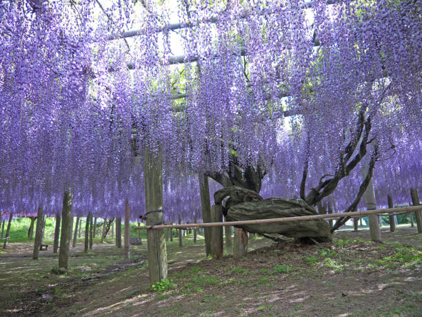 istock Wisteria Trellis 831508560