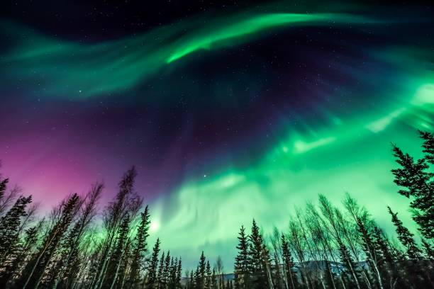Purple and green northern Lights Aurora borealis over tree line in Fairbanks, Alaska aurora polaris stock pictures, royalty-free photos & images