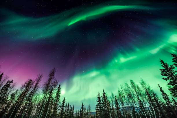 Purple and green northern Lights Aurora borealis over tree line in Fairbanks, Alaska northern lights stock pictures, royalty-free photos & images