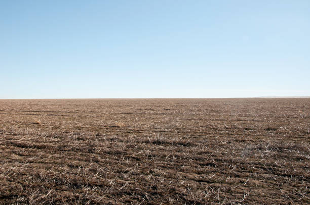 istock Fallow field ready for planting a new crop. 831508854