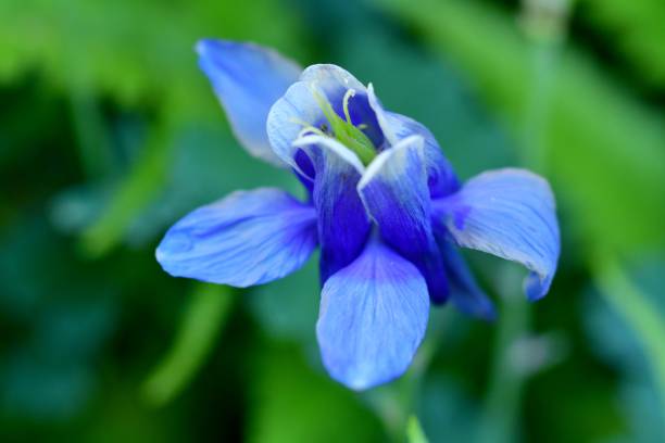istock Aquilegia / Columbine Flower 831509094