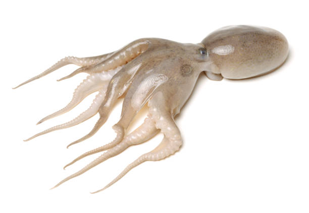 istock Pale peach colored octopus in front of white background 831509180