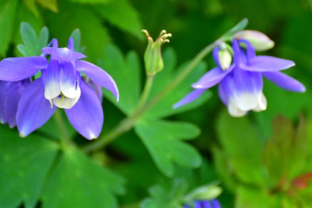 istock Aquilegia / Columbine Flower 831509184