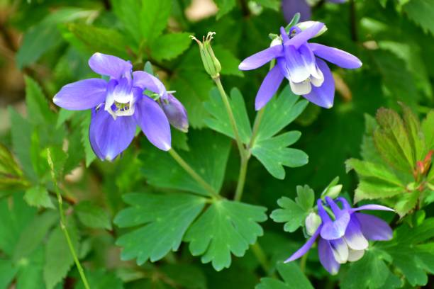 istock Aquilegia / Columbine Flower 831509186