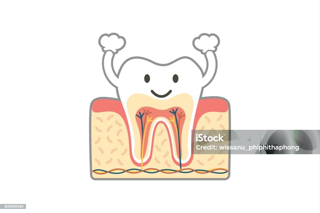 Ilustración de Anatomía Dental Sana Es Divertido Aislado En Blanco y más  Vectores Libres de Derechos de Alegre - iStock