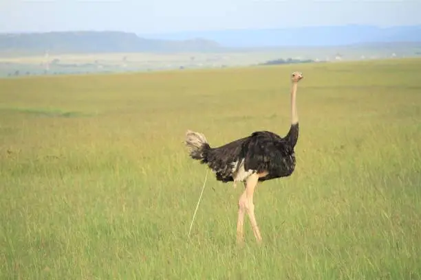 Photo of ostrich