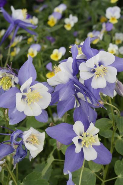istock Rocky Mountain Columbine 831514968