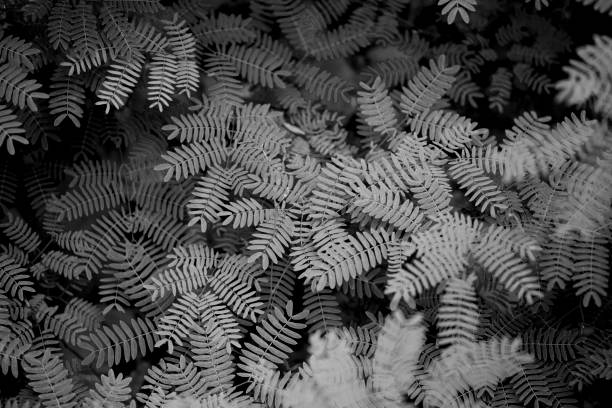 istock Grey with black and white color texture pattern abstract background can be use as wall paper screen saver brochure cover page or for presentation background also have copy space for text. 831518508