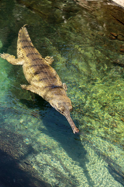 istock Gharial Gavialis gangeticus 831521218
