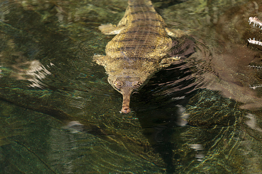 Gharial are found in India and Nepal and are scientifically known as Gavialis gangeticus.