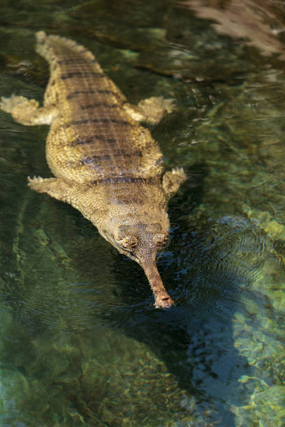 istock Gharial Gavialis gangeticus 831521252