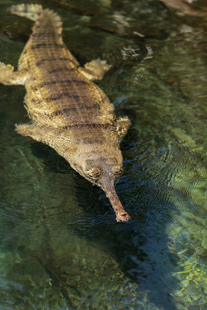 istock Gharial Gavialis gangeticus 831521276