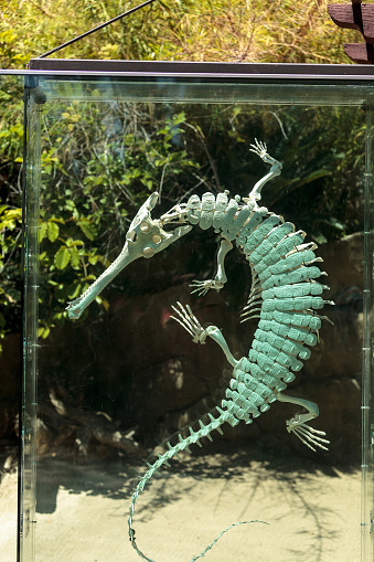 Gharial Gavialis gangeticus skeleton displayed in glass.