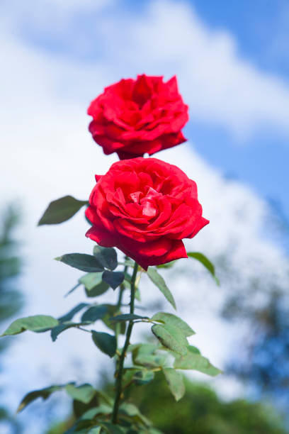 red-roses-on-blue-sky-background.jpg