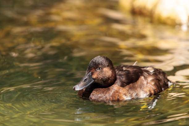 istock Redhead duck called Aythya Americana 831524972