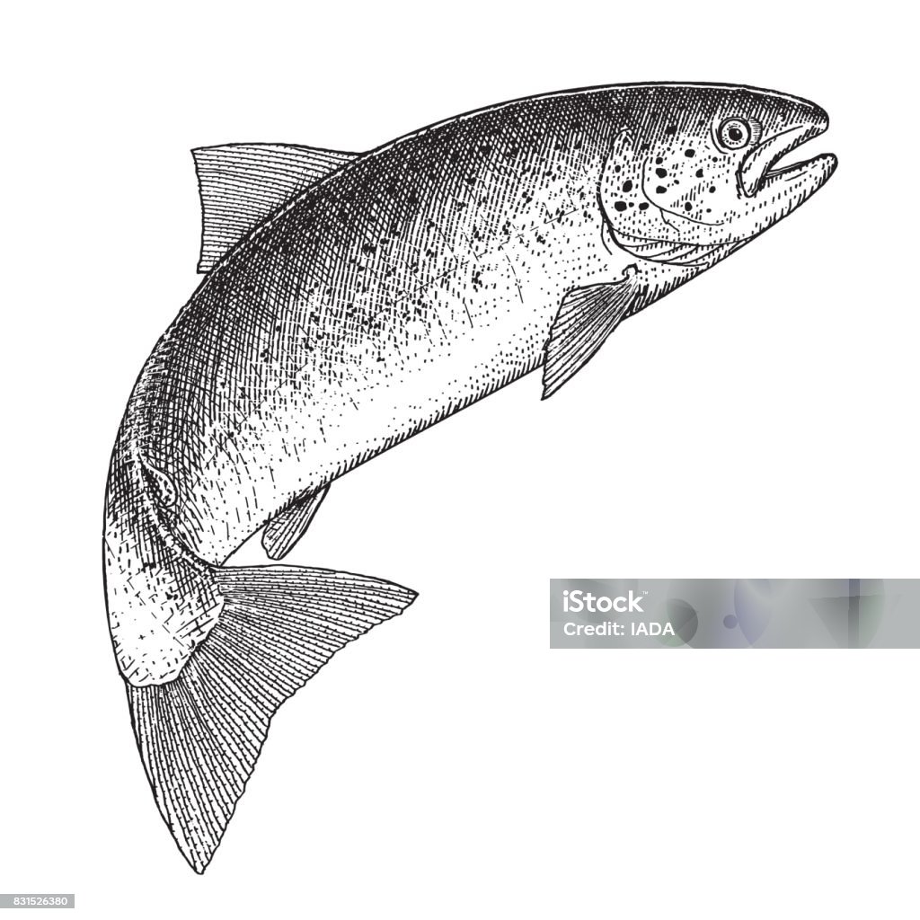 Atlantic Salmon Illustration of a jumping Atlantic Salmon in an etched style Salmon - Animal stock vector