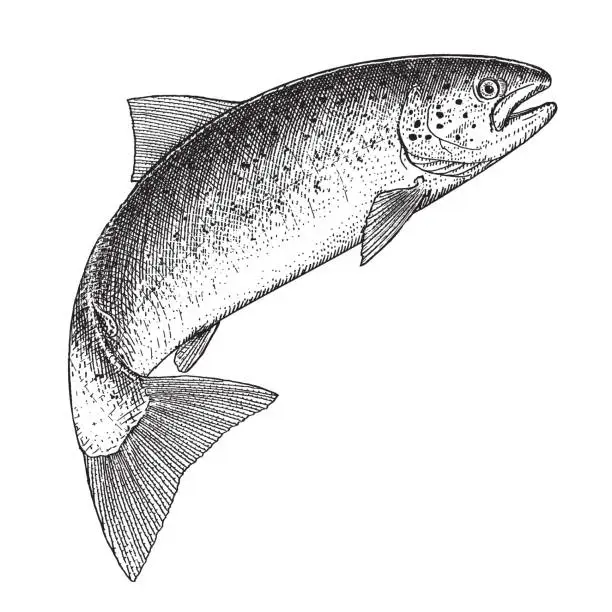 Vector illustration of Atlantic Salmon