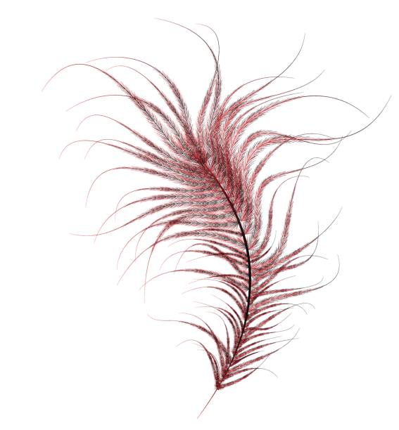 red ostrich feather thoroughly painted, red ostrich feather on a white background. ostrich feather stock illustrations