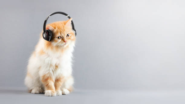 instalación de gato en el piso escuchando música con auriculares y copy space a la derecha de farme. - sistema de medición de volumen fotografías e imágenes de stock