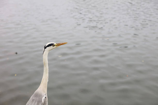 Grey Heron at FUKUOKA, japan