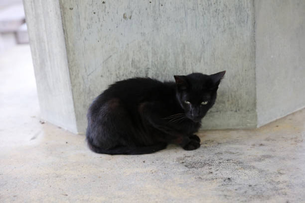 Black cat sit down the street japan