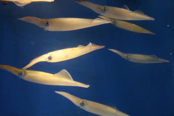 istock Spear squid bleekeri in Japan 831536180