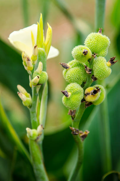 istock Canna lily flower, Nice flower plant 831544372
