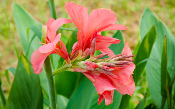istock Canna lily flower, Nice flower plant 831544390