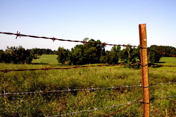 istock A barbed wire fence in front of a green pasture. 831546888