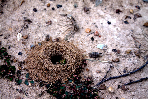 istock An ant bed shaped like a volcano in the sand. 831546890